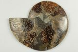 4.55" Cut & Polished, Agatized Ammonite Fossil - Madagascar - #200146-3